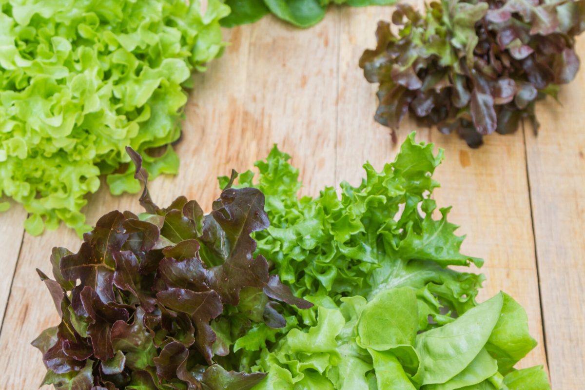 Vegetables for salad consisting of Cos lettuce, Butter head, Red oak, Green oak and Coral on the plate on a wooden table.